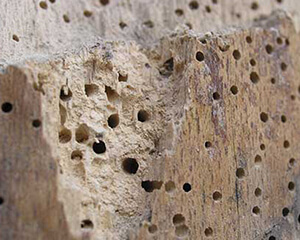 Woodworm